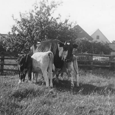 cow2.jpg