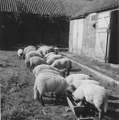 sheep4.jpg