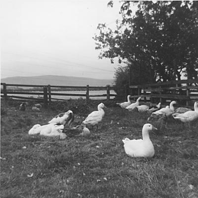 geese3.jpg